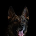 628th Security Forces K9 Training