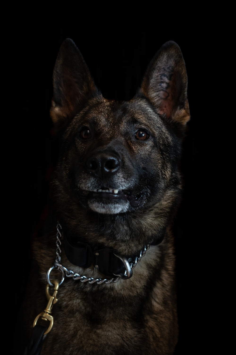 628th Security Forces K9 Training
