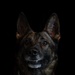 628th Security Forces K9 Training
