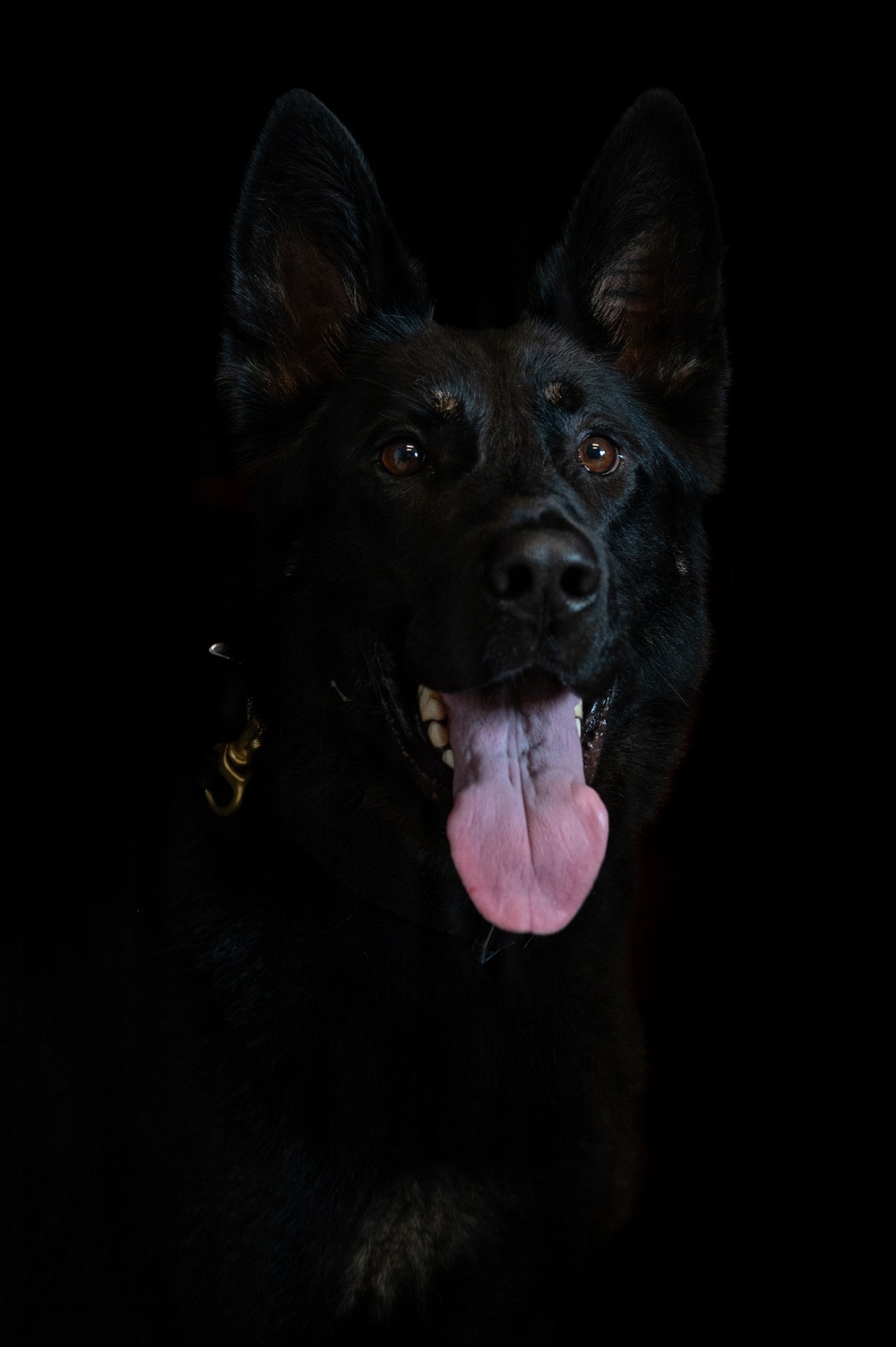 628th Security Forces K9 Training
