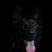 628th Security Forces K9 Training