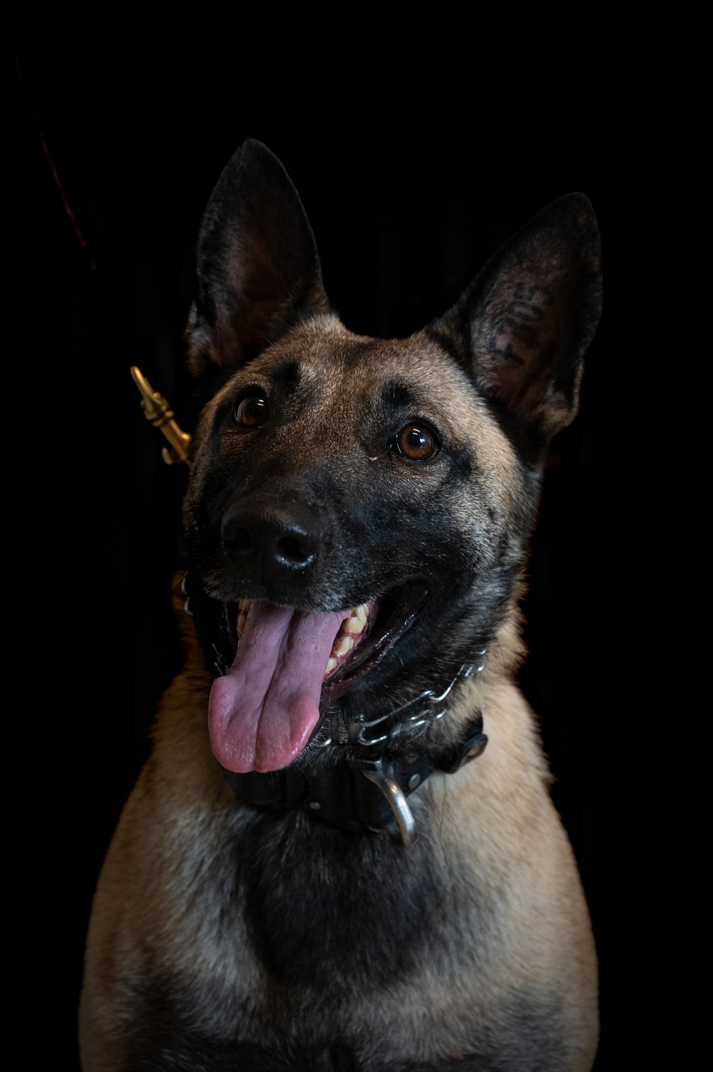 628th Security Forces K9 Training