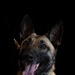 628th Security Forces K9 Training