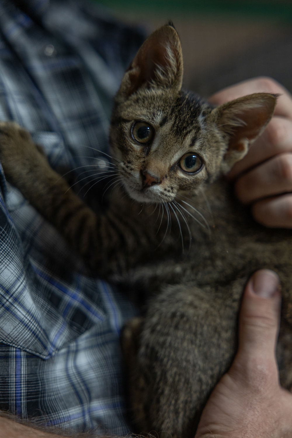 Iwo Jima Sailors Help Shelter Animals