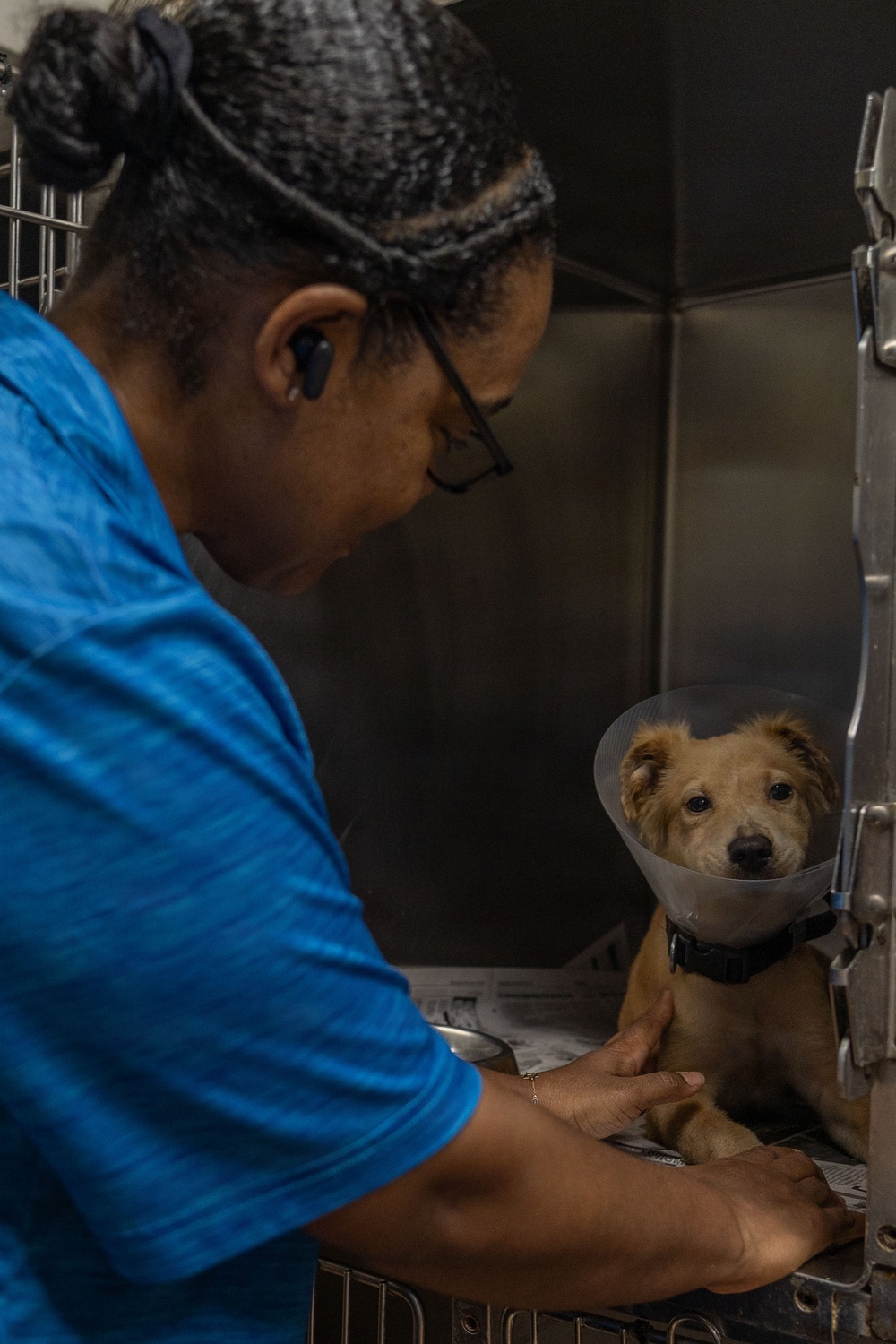 Iwo Jima Sailors Help Shelter Animals
