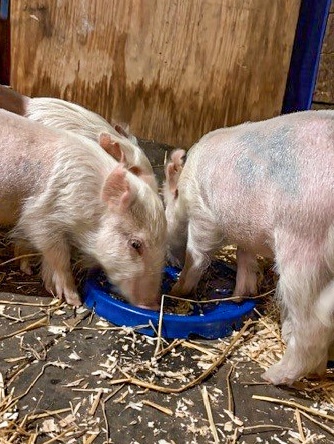 USAMRIID animal adoption program: Saving lives and building bonds