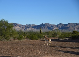Pronghorn capture on Kofa National Wildlife Refuge aims to continue species recovery