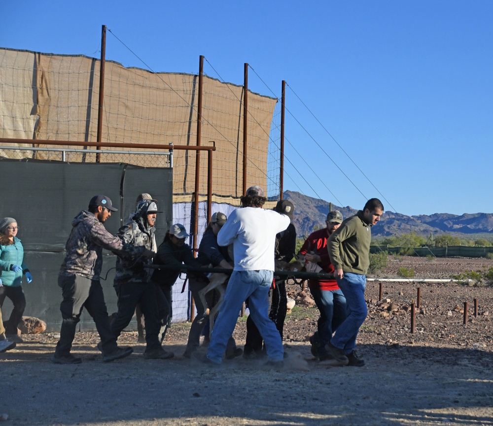 Pronghorn capture on Kofa National Wildlife Refuge aims to continue species recovery