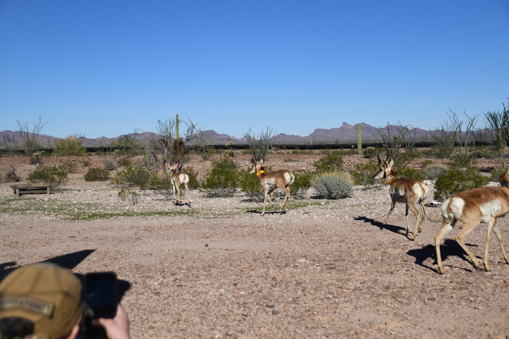 Pronghorn capture on Kofa National Wildlife Refuge aims to continue species recovery