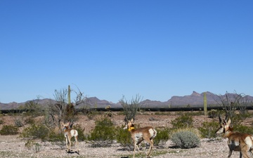 Pronghorn capture on Kofa National Wildlife Refuge aims to continue species recovery