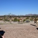 Pronghorn capture on Kofa National Wildlife Refuge aims to continue species recovery