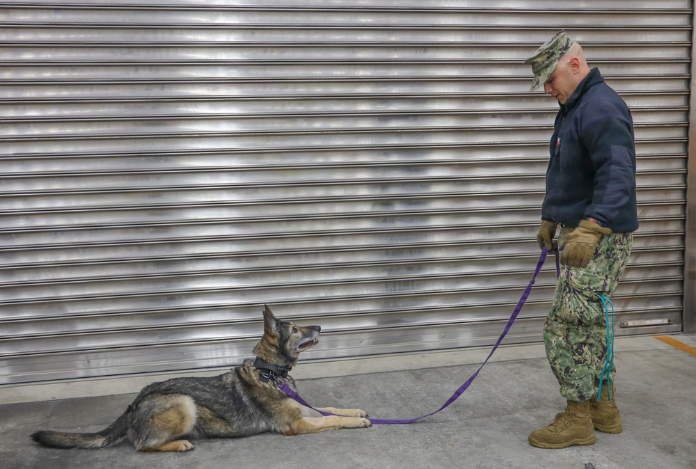 CFAY Security K9 Sweep