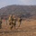 Alpha Company 2-23 Conduct Combined Arms Live-Fire Exercise at Rodriguez Range.