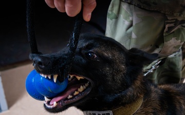 Handler, detection dog team up for 52nd Security Forces Squadron certification in time for the holidays