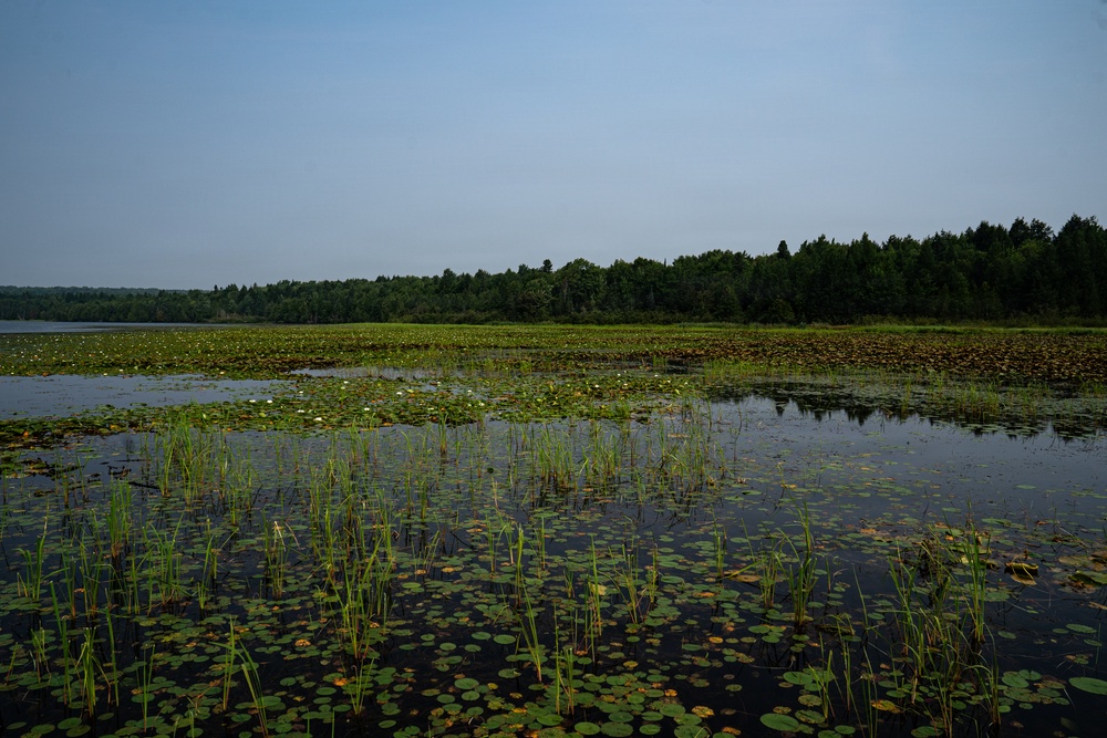 A Critical Resource | Wild Rice