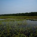 A Critical Resource | Wild Rice