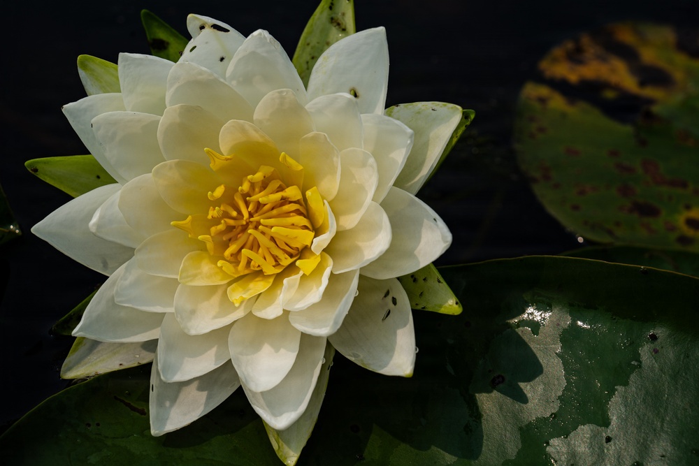 A Critical Resource | Wild Rice