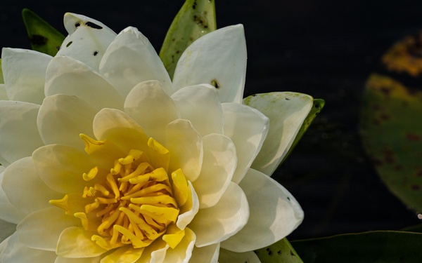 A Critical Resource | Wild Rice