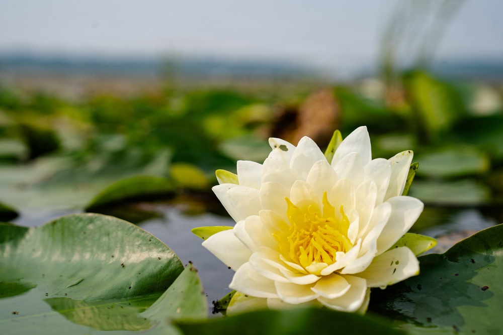 A Critical Resource | Wild Rice