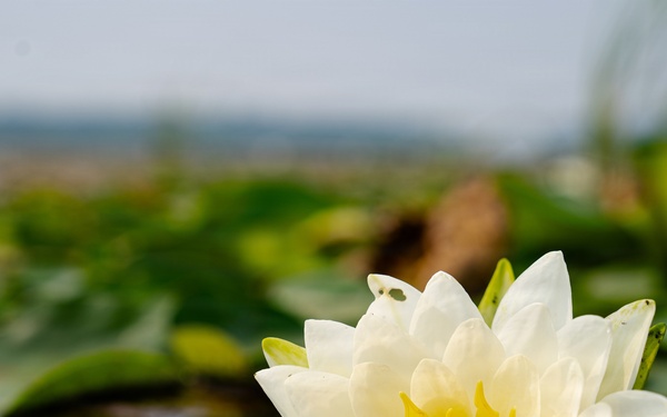 A Critical Resource | Wild Rice