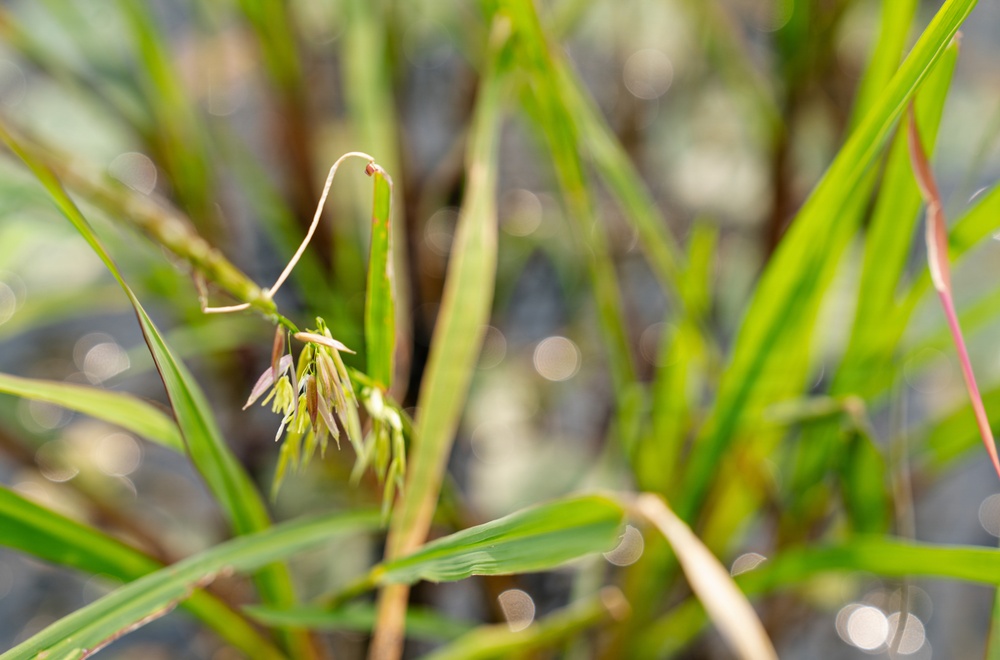 A Critical Resource | Wild Rice