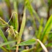 A Critical Resource | Wild Rice