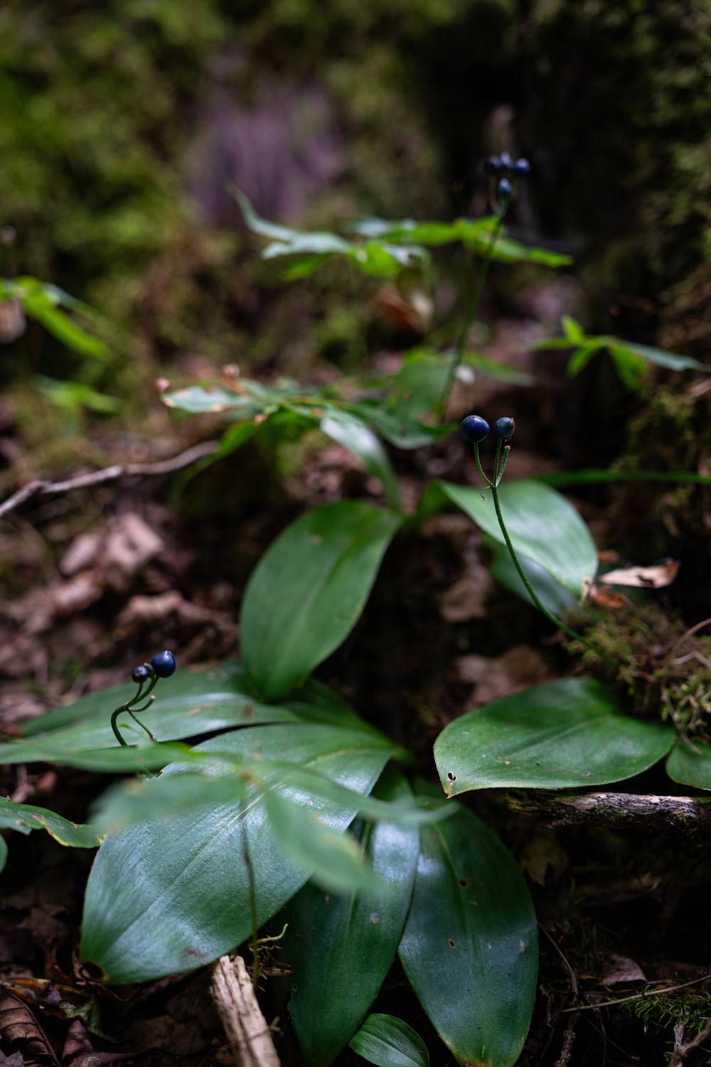 A Critical Resource | Wild Rice