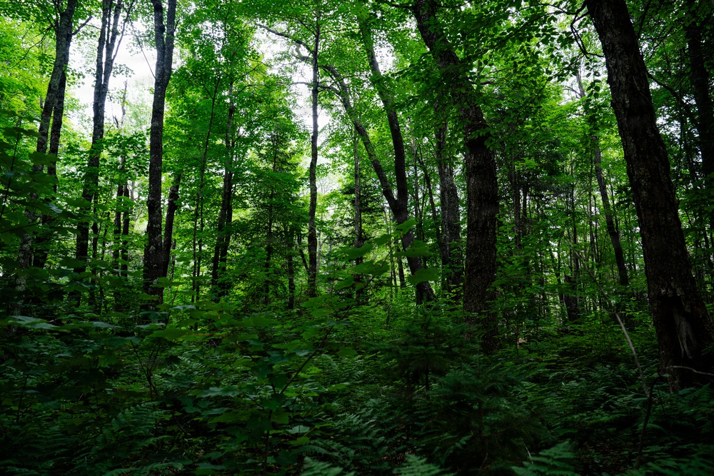 A Critical Resource | Wild Rice