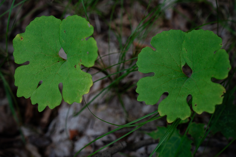 A Critical Resource | Wild Rice