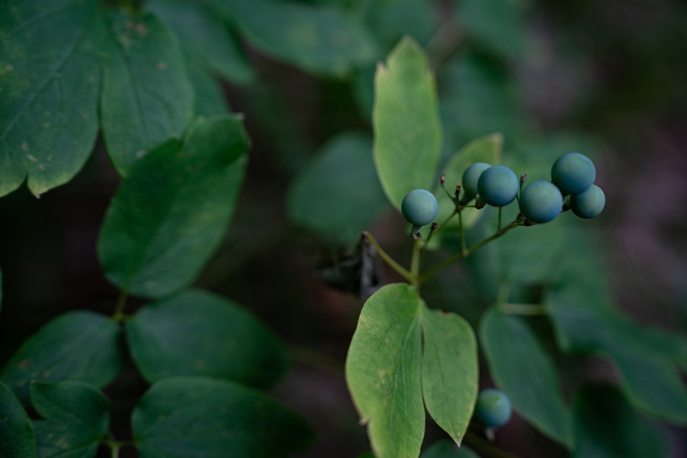 A Critical Resource | Wild Rice