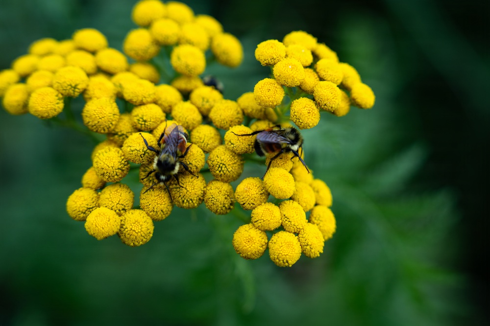 A Critical Resource | Wild Rice