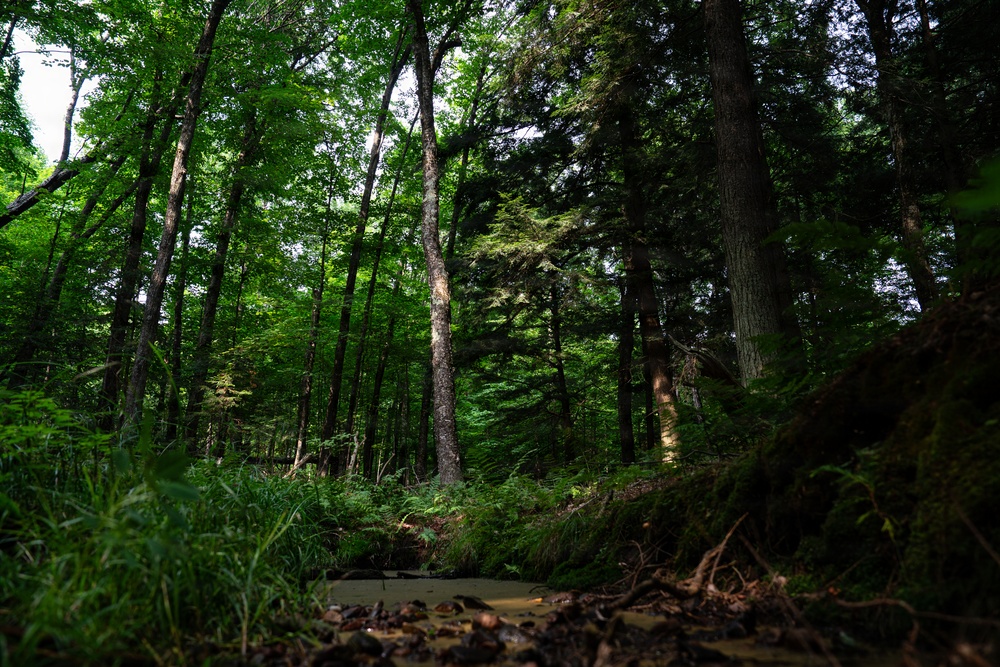 A Critical Resource | Wild Rice