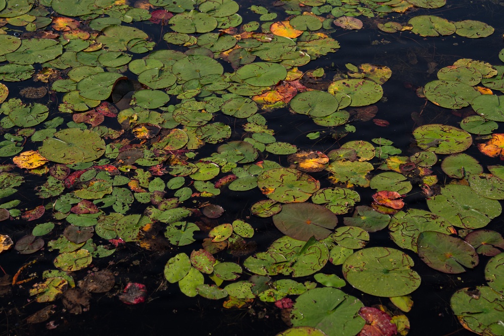 A Critical Resource | Wild Rice