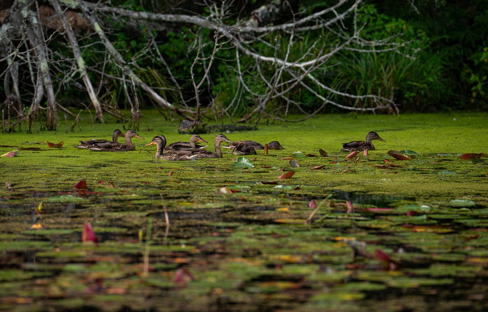 A Critical Resource | Wild Rice