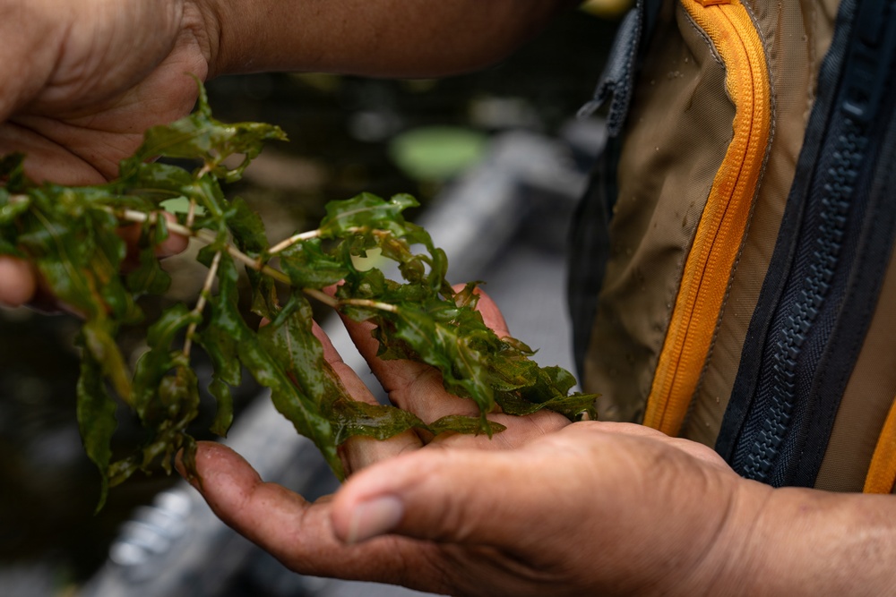 A Critical Resource | Wild Rice