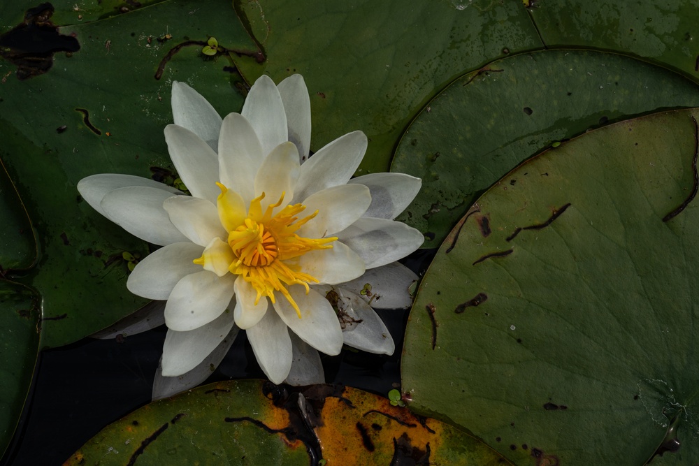 A Critical Resource | Wild Rice