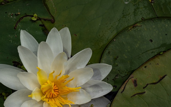 A Critical Resource | Wild Rice