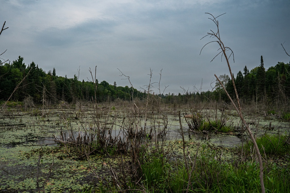 A Critical Resource | Wild Rice