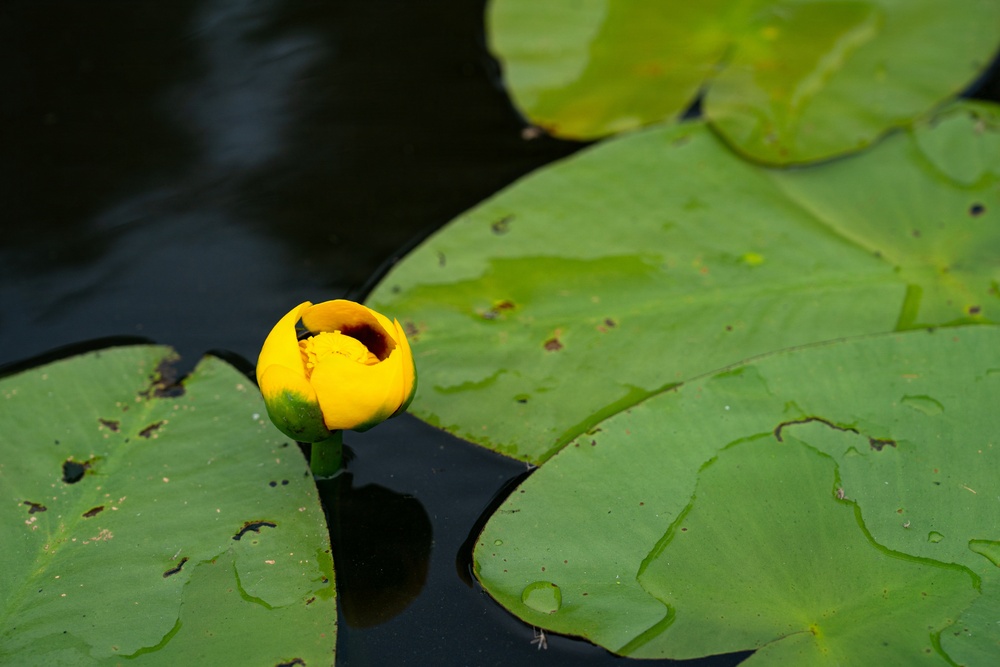 A Critical Resource | Wild Rice