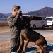 MCAS Iwakuni Military Working Dog Handlers Train at JMSDF Kure Naval Base, Japan