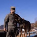 MCAS Iwakuni Military Working Dog Handlers Train at JMSDF Kure Naval Base, Japan