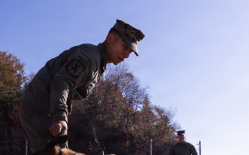 MCAS Iwakuni Military Working Dog Handlers Train at JMSDF Kure Naval Base, Japan