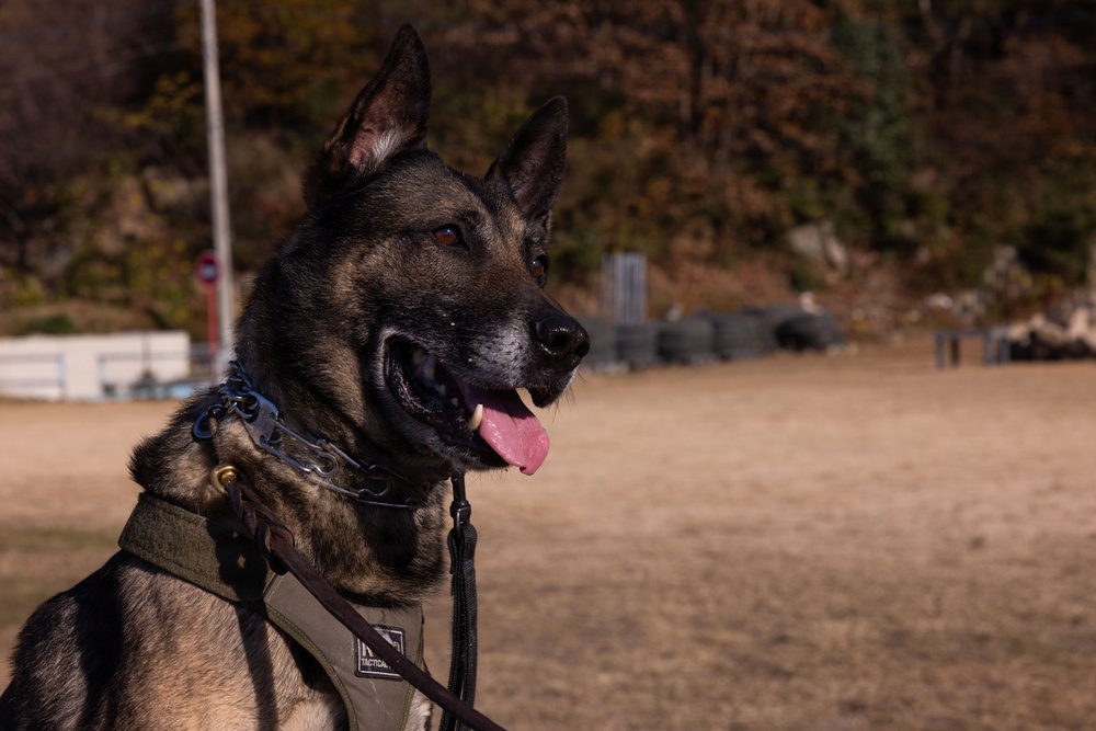 MCAS Iwakuni Military Working Dog Handlers Train at JMSDF Kure Naval Base, Japan