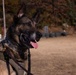 MCAS Iwakuni Military Working Dog Handlers Train at JMSDF Kure Naval Base, Japan