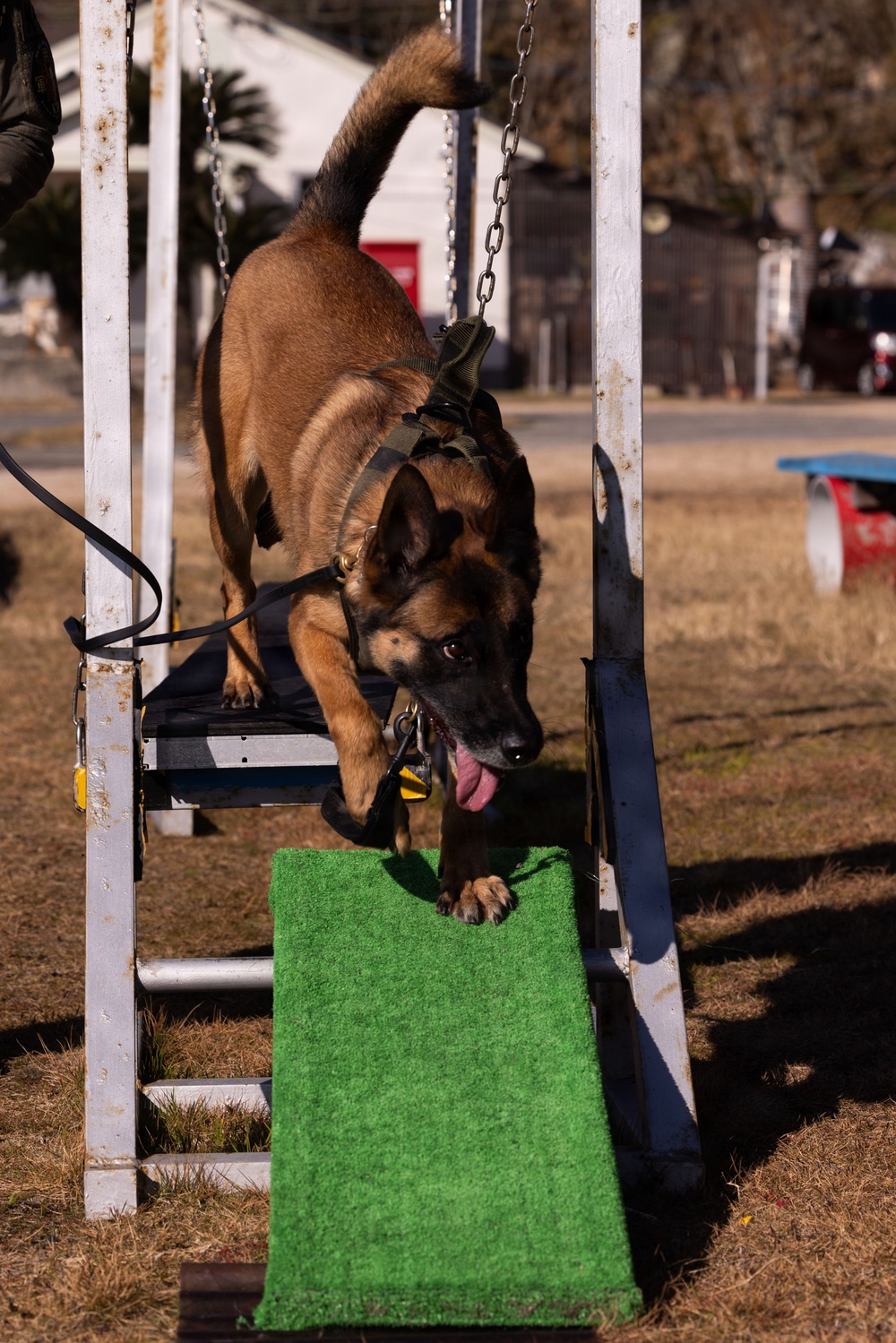MCAS Iwakuni Military Working Dog Handlers Train at JMSDF Kure Naval Base, Japan