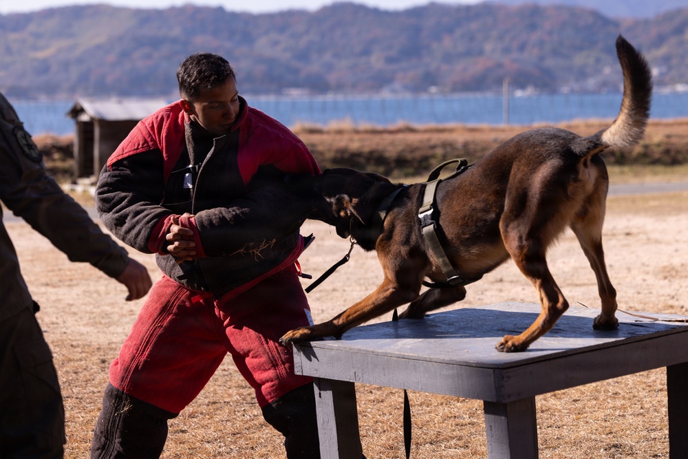 MCAS Iwakuni Military Working Dog Handlers Train at JMSDF Kure Naval Base, Japan