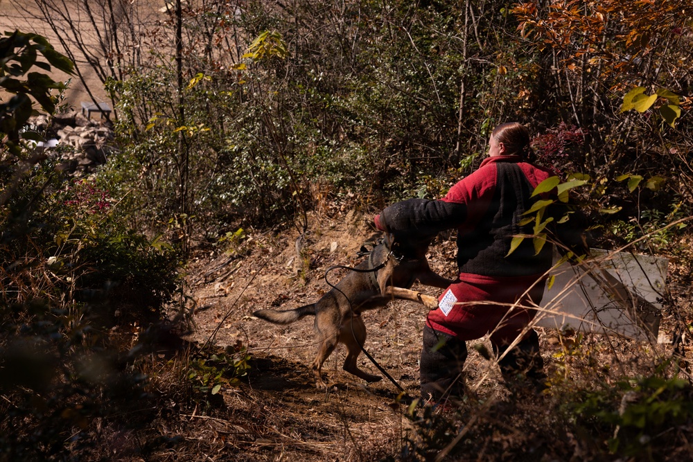MCAS Iwakuni Military Working Dog Handlers Train at JMSDF Kure Naval Base, Japan