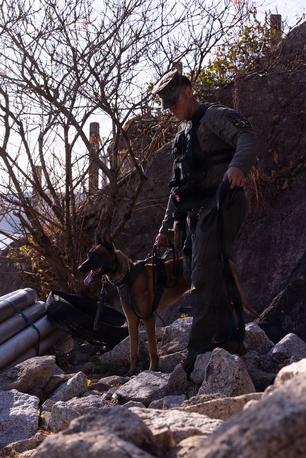 MCAS Iwakuni Military Working Dog Handlers Train at JMSDF Kure Naval Base, Japan