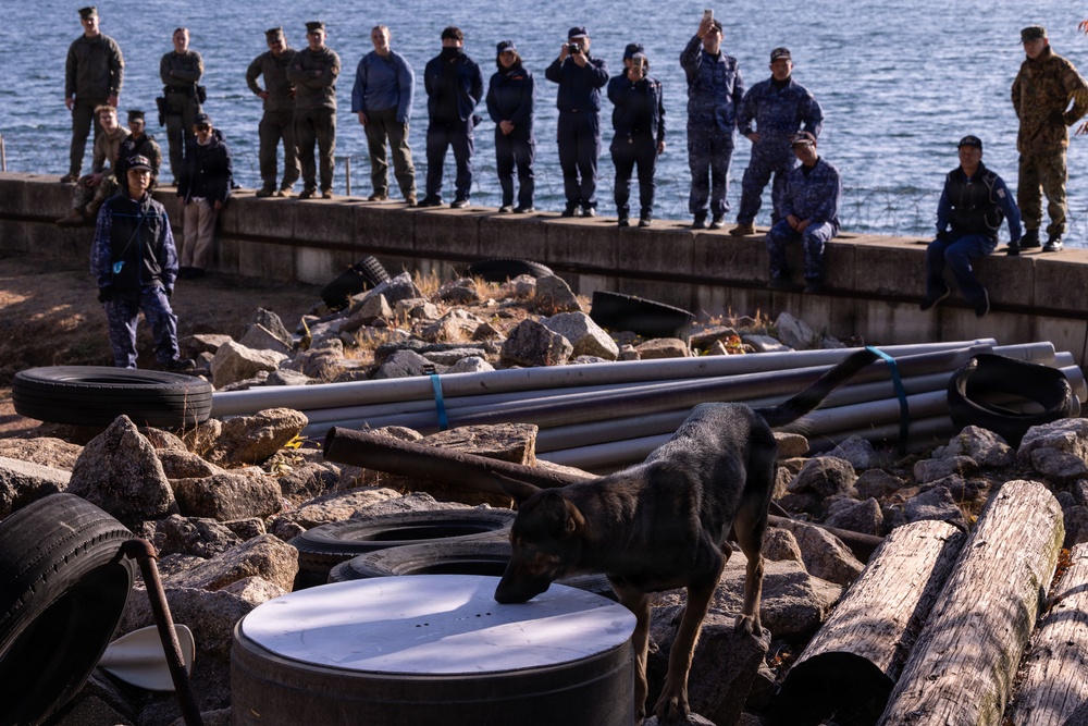 MCAS Iwakuni Military Working Dog Handlers Train at JMSDF Kure Naval Base, Japan