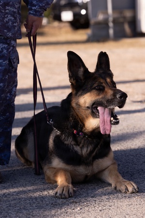 Military working dog handler news- AFN Incirlik